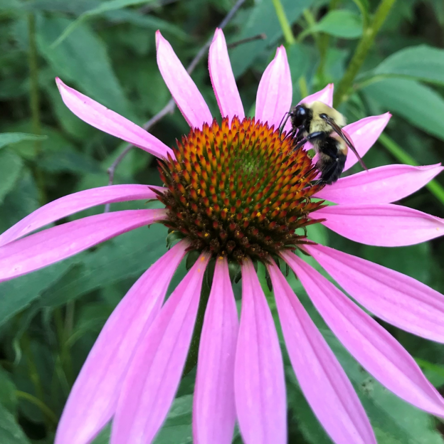 Photo of a bee on a native purple coneflower